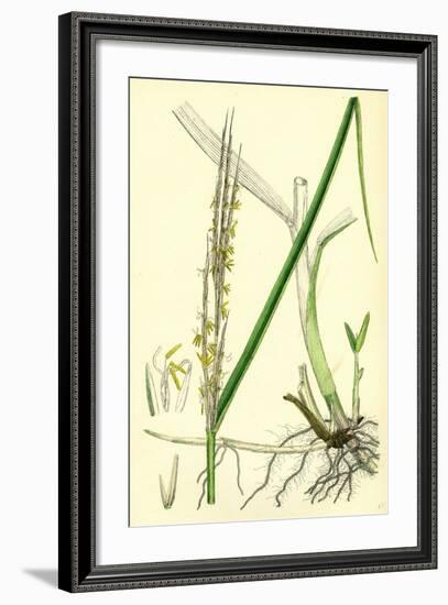 Spartina Alterniflora Many-Spiked Cord-Grass-null-Framed Giclee Print