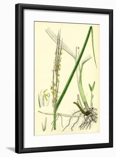 Spartina Alterniflora Many-Spiked Cord-Grass-null-Framed Giclee Print