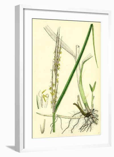 Spartina Alterniflora Many-Spiked Cord-Grass-null-Framed Giclee Print