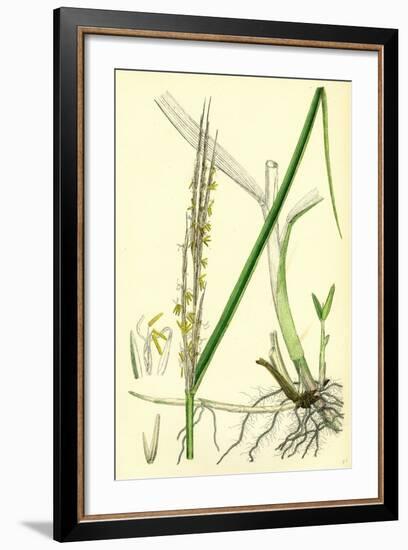 Spartina Alterniflora Many-Spiked Cord-Grass-null-Framed Giclee Print