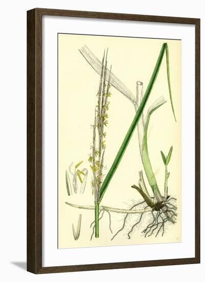 Spartina Alterniflora Many-Spiked Cord-Grass-null-Framed Giclee Print