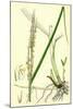 Spartina Alterniflora Many-Spiked Cord-Grass-null-Mounted Giclee Print