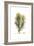 Spartium horridum, Flora Graeca-Ferdinand Bauer-Framed Giclee Print