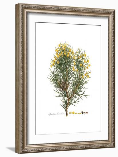 Spartium horridum, Flora Graeca-Ferdinand Bauer-Framed Giclee Print