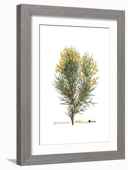 Spartium horridum, Flora Graeca-Ferdinand Bauer-Framed Giclee Print