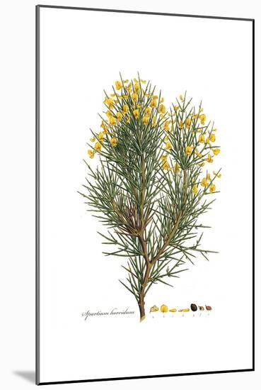 Spartium horridum, Flora Graeca-Ferdinand Bauer-Mounted Giclee Print