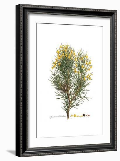 Spartium horridum, Flora Graeca-Ferdinand Bauer-Framed Giclee Print