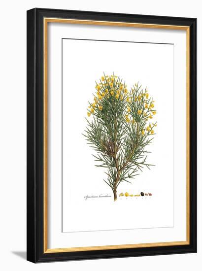 Spartium horridum, Flora Graeca-Ferdinand Bauer-Framed Giclee Print