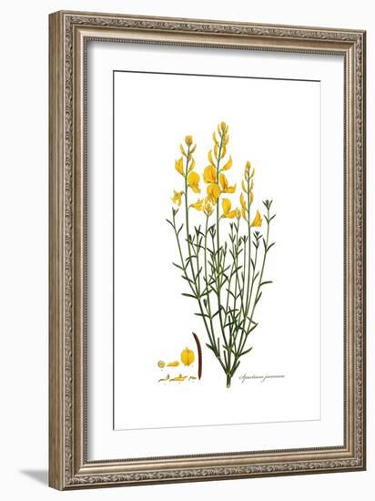 Spartium junceum, Flora Graeca-Ferdinand Bauer-Framed Giclee Print