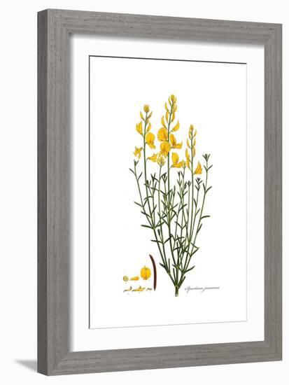 Spartium junceum, Flora Graeca-Ferdinand Bauer-Framed Giclee Print