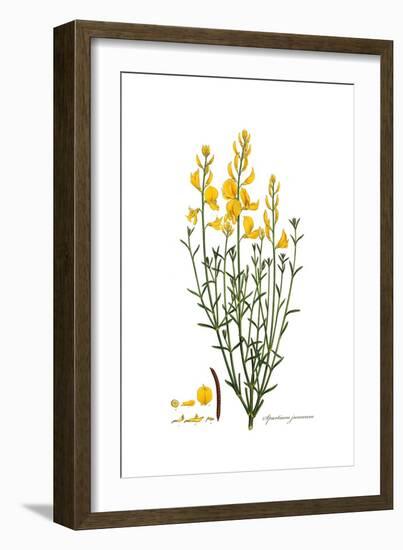 Spartium junceum, Flora Graeca-Ferdinand Bauer-Framed Giclee Print