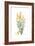 Spartium junceum, Flora Graeca-Ferdinand Bauer-Framed Giclee Print