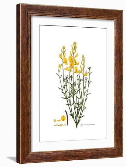 Spartium junceum, Flora Graeca-Ferdinand Bauer-Framed Giclee Print