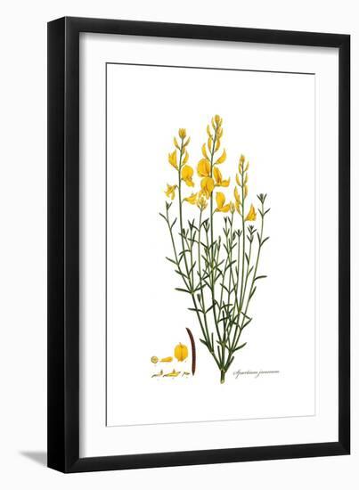 Spartium junceum, Flora Graeca-Ferdinand Bauer-Framed Giclee Print