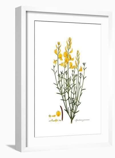 Spartium junceum, Flora Graeca-Ferdinand Bauer-Framed Giclee Print