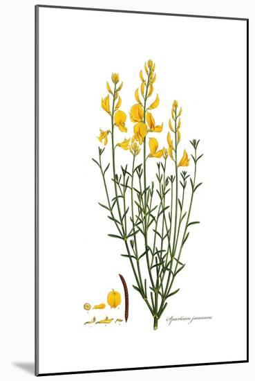 Spartium junceum, Flora Graeca-Ferdinand Bauer-Mounted Giclee Print