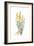 Spartium junceum, Flora Graeca-Ferdinand Bauer-Framed Giclee Print