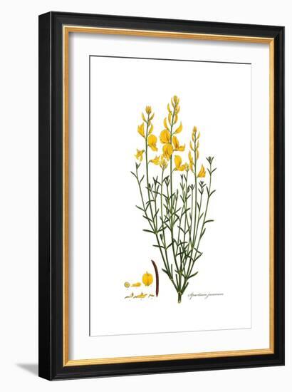 Spartium junceum, Flora Graeca-Ferdinand Bauer-Framed Giclee Print