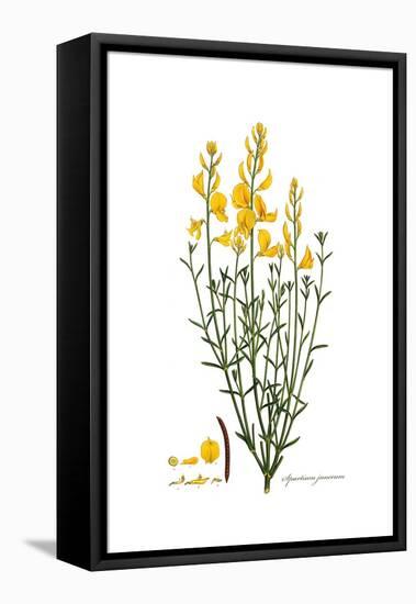 Spartium junceum, Flora Graeca-Ferdinand Bauer-Framed Premier Image Canvas