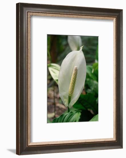 Spathiphyllum floribundum (Peace lily)-Angela Marsh-Framed Photographic Print