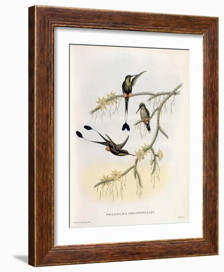 Spathura Solstitialis-John Gould-Framed Giclee Print