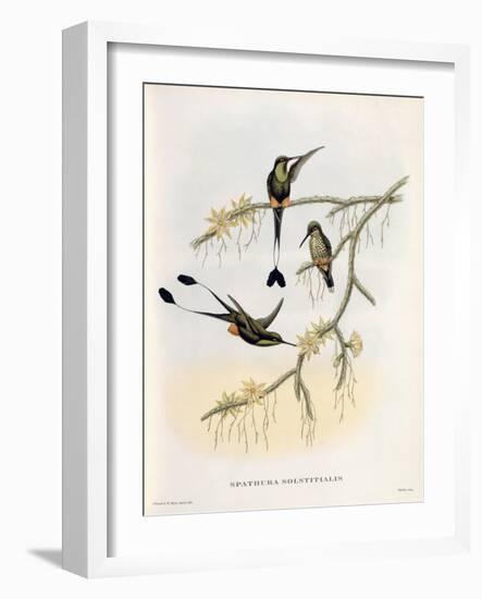 Spathura Solstitialis-John Gould-Framed Giclee Print