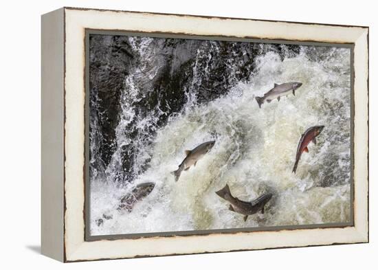 Spawning Coho salmon swimming upstream on the Nehalem River in the Tillamook State Forest, Oregon-Chuck Haney-Framed Premier Image Canvas