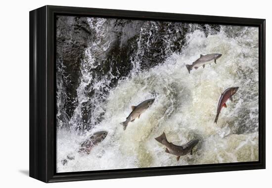 Spawning Coho salmon swimming upstream on the Nehalem River in the Tillamook State Forest, Oregon-Chuck Haney-Framed Premier Image Canvas