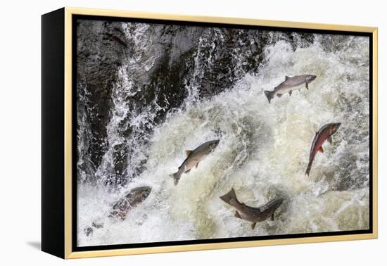 Spawning Coho salmon swimming upstream on the Nehalem River in the Tillamook State Forest, Oregon-Chuck Haney-Framed Premier Image Canvas