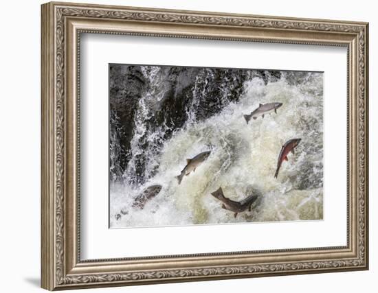 Spawning Coho salmon swimming upstream on the Nehalem River in the Tillamook State Forest, Oregon-Chuck Haney-Framed Photographic Print