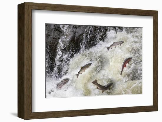 Spawning Coho salmon swimming upstream on the Nehalem River in the Tillamook State Forest, Oregon-Chuck Haney-Framed Photographic Print