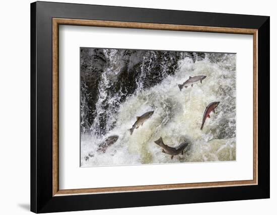 Spawning Coho salmon swimming upstream on the Nehalem River in the Tillamook State Forest, Oregon-Chuck Haney-Framed Photographic Print