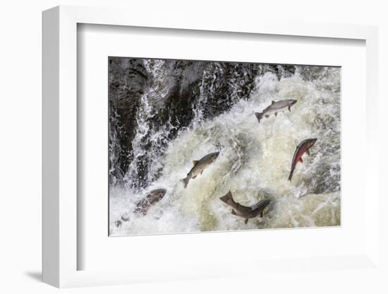 Spawning Coho salmon swimming upstream on the Nehalem River in the Tillamook State Forest, Oregon-Chuck Haney-Framed Photographic Print