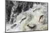 Spawning Coho salmon swimming upstream on the Nehalem River in the Tillamook State Forest, Oregon-Chuck Haney-Mounted Photographic Print