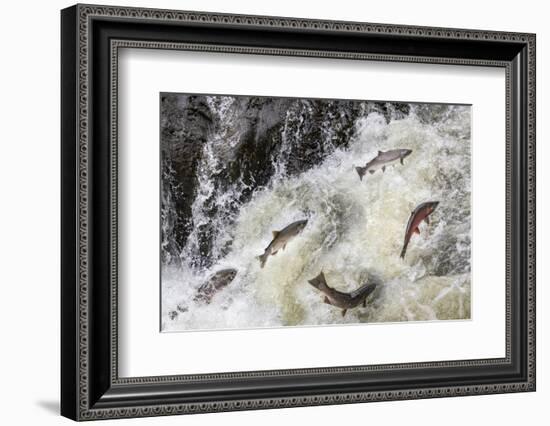 Spawning Coho salmon swimming upstream on the Nehalem River in the Tillamook State Forest, Oregon-Chuck Haney-Framed Photographic Print