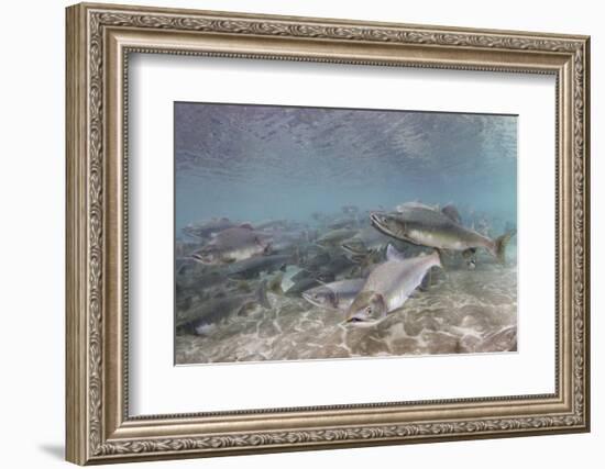 Spawning Salmon at Kinak Bay in Katmai National Park-Paul Souders-Framed Photographic Print