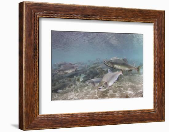 Spawning Salmon at Kinak Bay in Katmai National Park-Paul Souders-Framed Photographic Print