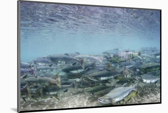 Spawning Salmon in Kinak Bay in Katmai National Park-Paul Souders-Mounted Photographic Print