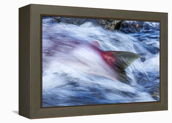 Spawning Salmon, Katmai National Park, Alaska-null-Framed Premier Image Canvas