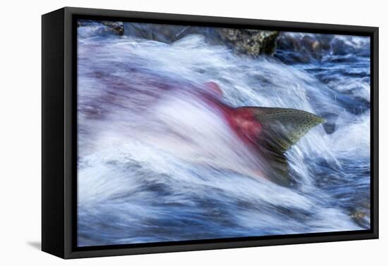 Spawning Salmon, Katmai National Park, Alaska-null-Framed Premier Image Canvas