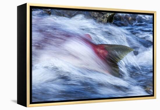 Spawning Salmon, Katmai National Park, Alaska-null-Framed Premier Image Canvas