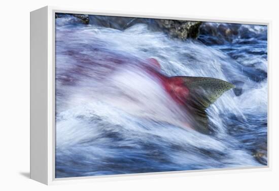 Spawning Salmon, Katmai National Park, Alaska-null-Framed Premier Image Canvas