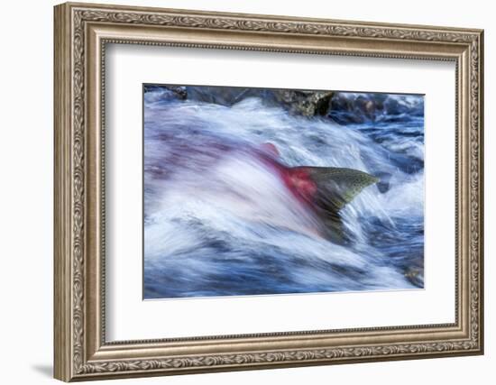 Spawning Salmon, Katmai National Park, Alaska-null-Framed Photographic Print