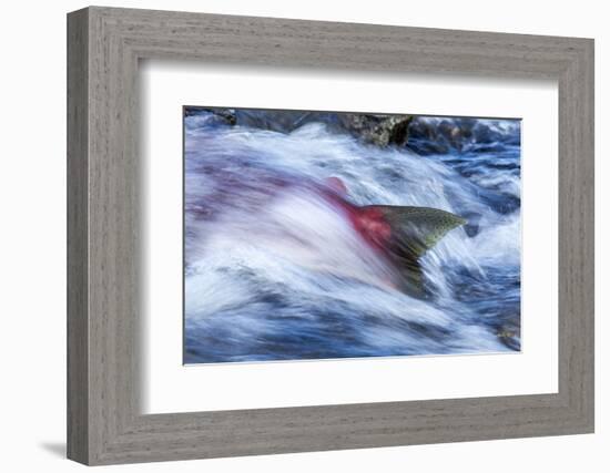 Spawning Salmon, Katmai National Park, Alaska-null-Framed Photographic Print