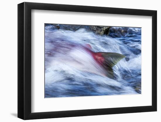 Spawning Salmon, Katmai National Park, Alaska-null-Framed Photographic Print