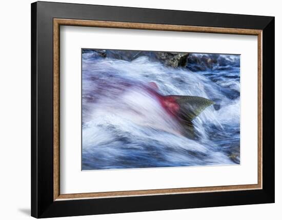 Spawning Salmon, Katmai National Park, Alaska-null-Framed Photographic Print