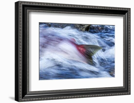 Spawning Salmon, Katmai National Park, Alaska-null-Framed Photographic Print