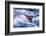 Spawning Salmon, Katmai National Park, Alaska-null-Framed Photographic Print