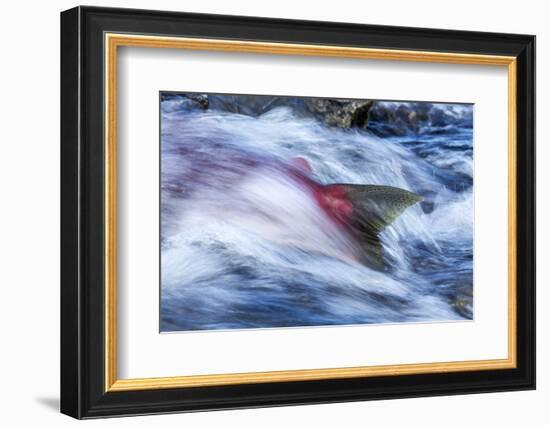 Spawning Salmon, Katmai National Park, Alaska-null-Framed Photographic Print