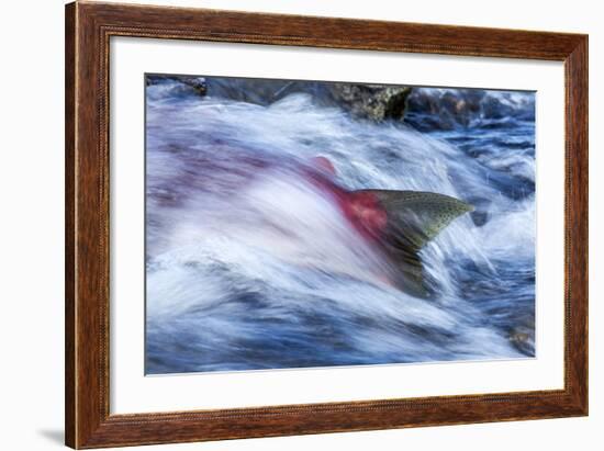 Spawning Salmon, Katmai National Park, Alaska-null-Framed Photographic Print